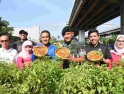 300 Kg Cabai Rawita Dipanen di Urban Farming Cipinang Melayu