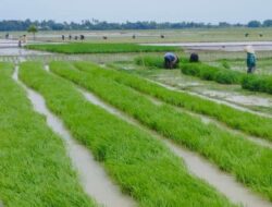 Camat Cabangbungin Berharap Hasil Panen Petani Bisa Meningkat