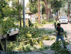 Cegah Pohon Tumbang, Sudin Tamhut Jaktim Pangkas 7 pohon Angsana