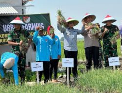 PJ Bupati Bekasi dan Pangdam Jaya Hadiri Panen Bawang di Sukatani