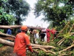 BPBD Kabupaten Bogor Sebut Hujan Besar Menumbangkan 9 Pohon Besar di Bogor