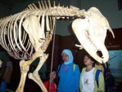 Museum Zoologi Bogor Nasibmu Kini