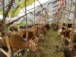 Pemeriksaan Hewan Qurban di Bekasi Secara Menyeluruh