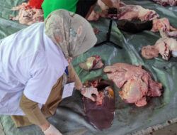 Tidak Layak Dikosumsi, Sudin KPKP Jakbar Musnahkan 66 Kg Hati Hewan Qurban