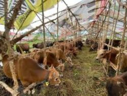 Jelang Idul Adha, DPKP Kabupaten Tangerang Akan Periksa Semua Hewan Qurban