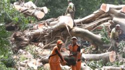 Petugas PPSU dan Sudin Pertaman dan Kehutanan Jaksel Evakuasi Pohon Tumbang di Jalan Brawijaya VIII