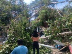 Pohon Beringin Tumbang di Depan Walikota Bogor Sempat Memacetkan Lalu Lintas